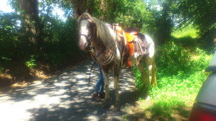 Photo n°7 de Country Pony Ranch à Ygrande (Centre équestre)