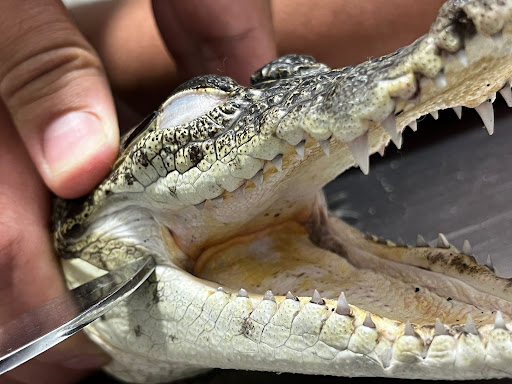 Clínica Veterinaria Zoobichos