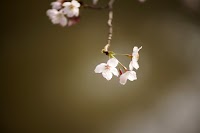 フローラ法律事務所(弁護士早川真一)