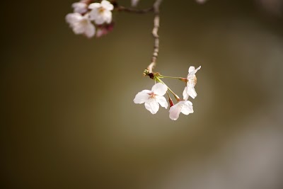 フローラ法律事務所(弁護士早川真一)
