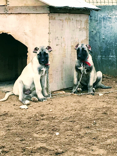 Aksaray Malaklı raising the Malakl Dog Farm