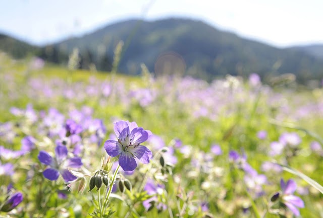 Hubertus Alpin Lodge & Spa