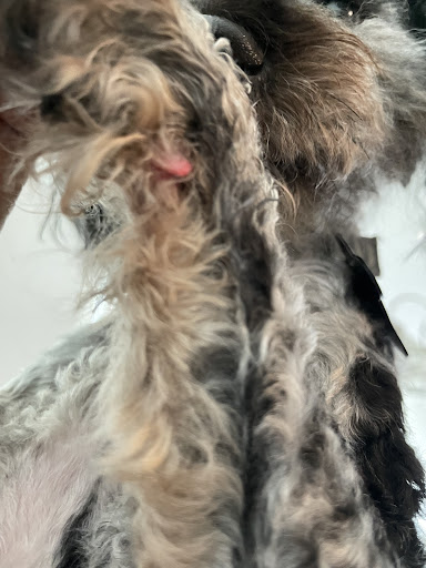PetSuites Murfreesboro - Thumbnail