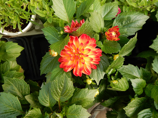 Kennedy Landscape Services LLC - Thumbnail