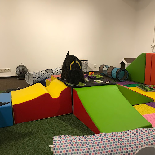 Psia Miejska Dżungla