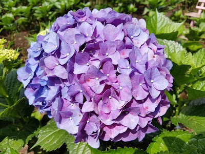 Photos of Taman Hortensia
