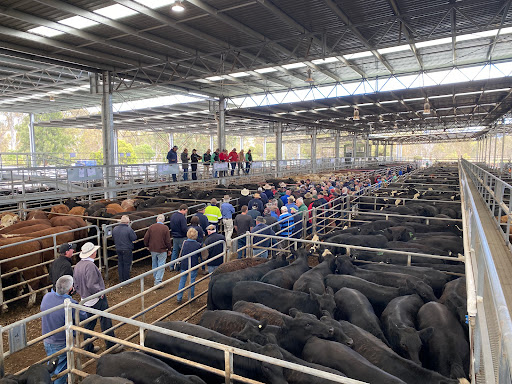 Yea Saleyards - Visual