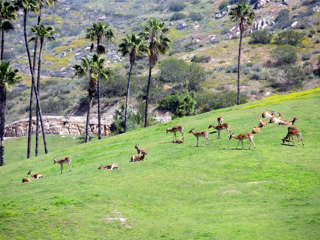 San Diego Zoo Safari Park