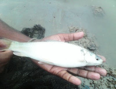 Photos of Advanced Agro Farm Bangladesh