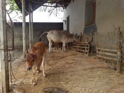 Photos of sakiul cattle farm