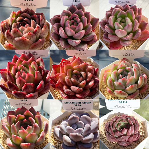 Succulent Shop 3104 多肉植物販売