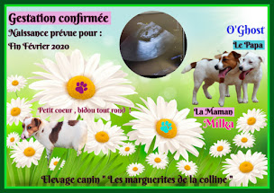 Photo n°11 de Elevage canin 