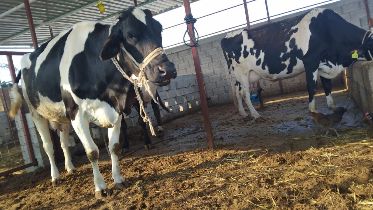 Al Dayaa Food | الضيعة فوود - صورة 3