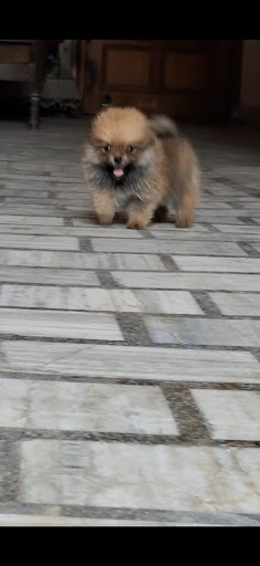 Toy pom male puppy available in ahmedabad post image