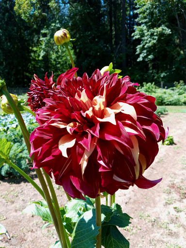 The Garden - Thumbnail