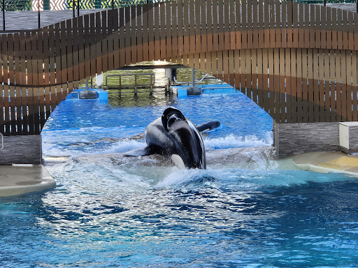 Orca Encounter - Visual