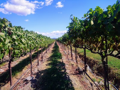 Larson Family Winery