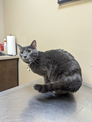 Gluckstadt Animal Hospital - Thumbnail