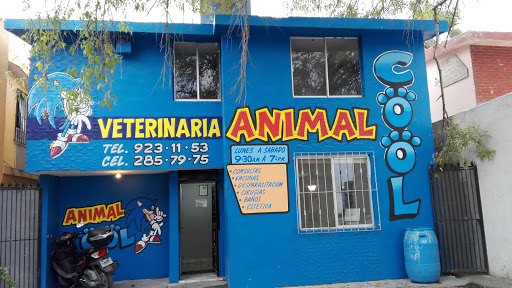 AnimalCool - Visual