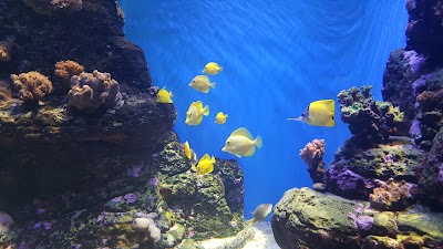 Waikīkī Aquarium