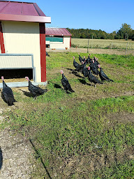 Photo n°1 de Produits de la ferme de Thilouze à Thilouze (Ferme)