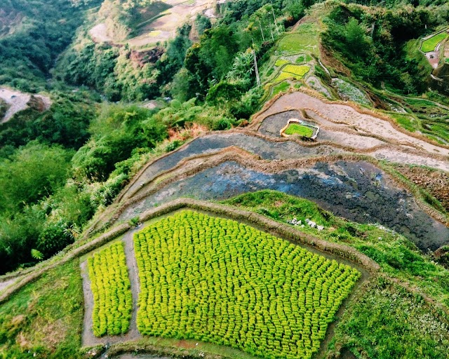 Banaue Rice Terraces