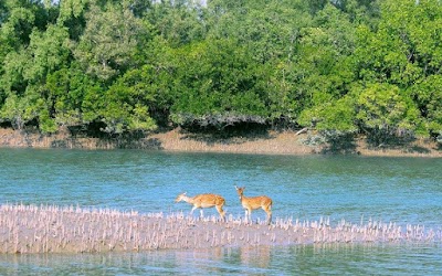 Photos of Sundarban National Forest Bangladesh