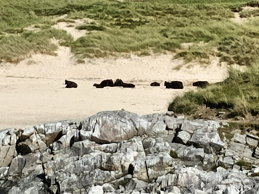 Western Isles Wildlife - Outer Hebrides Bird Tours and Latest Sightings - Thumbnail