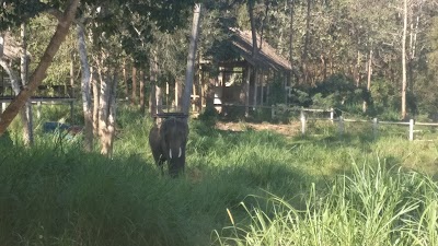 Photos of All Lao Elephant Camp