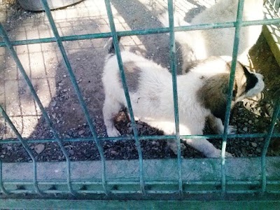Photos of Osmanabad Animal Shelter