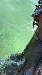 Photo n°2 de Les Poneys Vermeilles à Port-la-Nouvelle (Centre équestre)