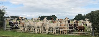 Barnacre Alpacas (Debbie & Paul Rippon)