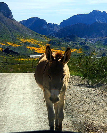 Oatman parking