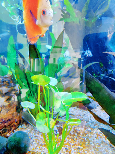 Acuario Tortuga - Thumbnail
