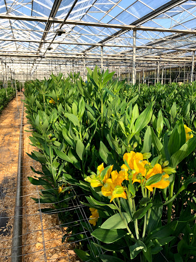 Kernow Alstroemeria - Thumbnail
