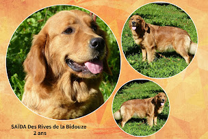 Photo n°16 de Goldens Des Rives De La Bidouze à Uhart-Mixe (Éleveur de chiens)