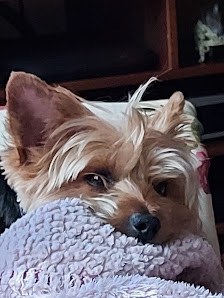 Hund