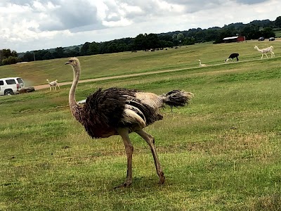 Tennessee Safari Park