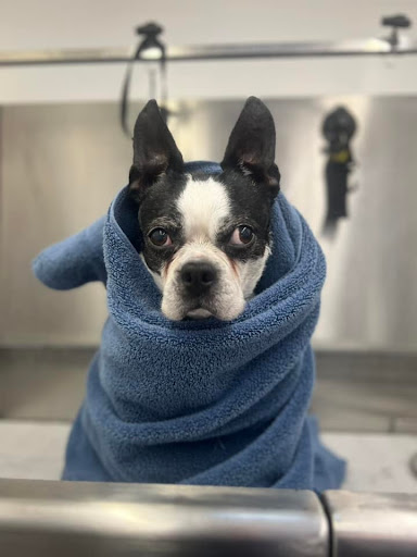Paws Mobile Salon - Thumbnail
