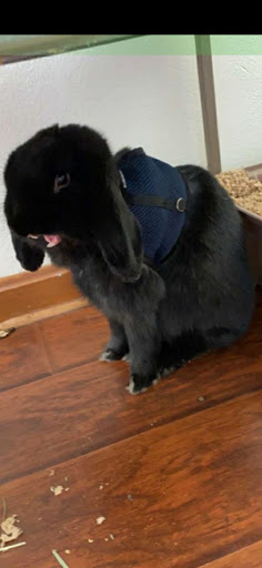 Bunnies in a Basket - Thumbnail