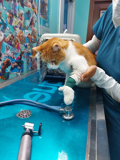 Ambulatorio Veterinario Torrimpietra - Thumbnail