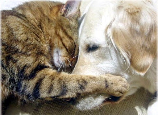 All Cypress Veterinary Hospital - Thumbnail