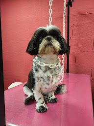 Photo n°17 de Tom&Co Chinon - Animalerie - Dog Wash à Chinon (Toiletteur)