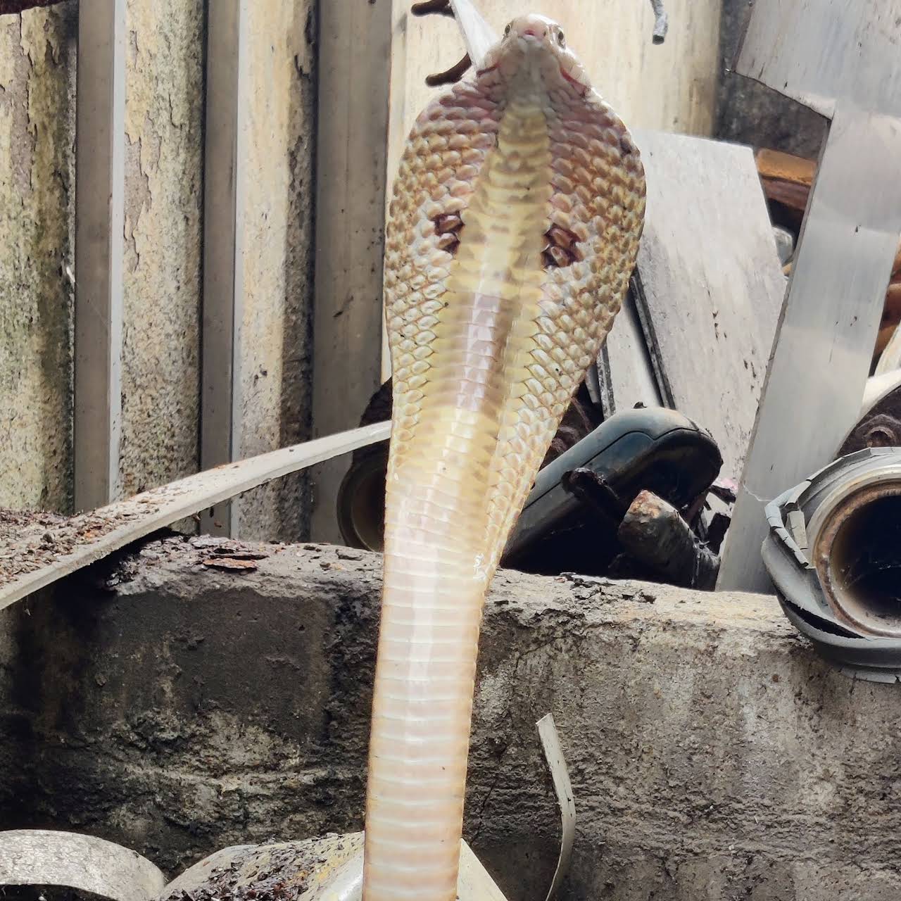 CUTTACK SNAKE HELPLINE SUBHAM Wildlife Rescue Service in Chauliaganj