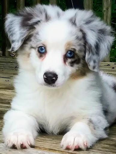 Puppies from PA - Thumbnail