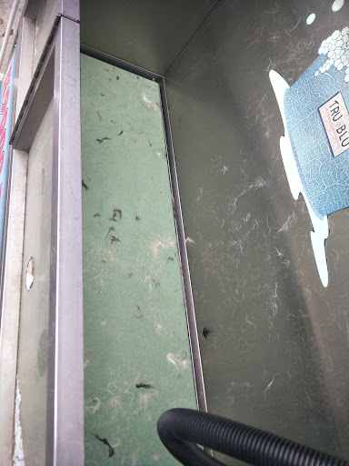 Blue Dolphin Car and Dog Wash - Thumbnail