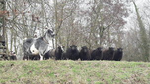 Photo n°9 de Ménil St.Michel à Benney (Éleveur)