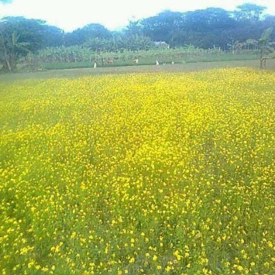 Photos of Moddo Para