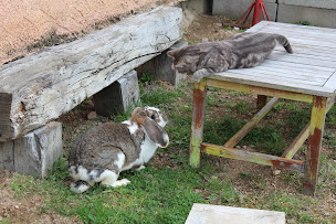 Photo n°12 de Chambres d'hôtes des Zamimaux à Vézelin-sur-Loire (Chambre d'hôtes)