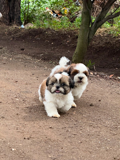 Shihtzu pups available in mumbai post image